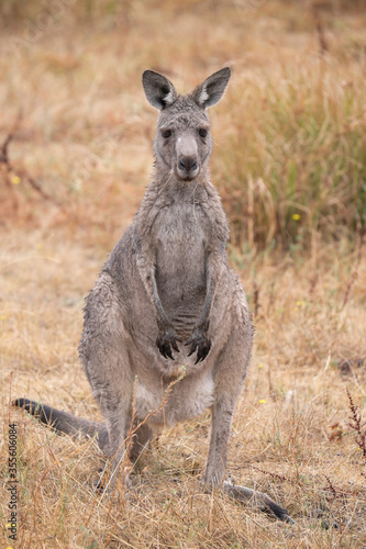 Kangaroo standing up in grasslands in the Grampians, Australia