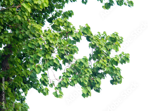 Tree leaf of tropical plant, small leaves of element