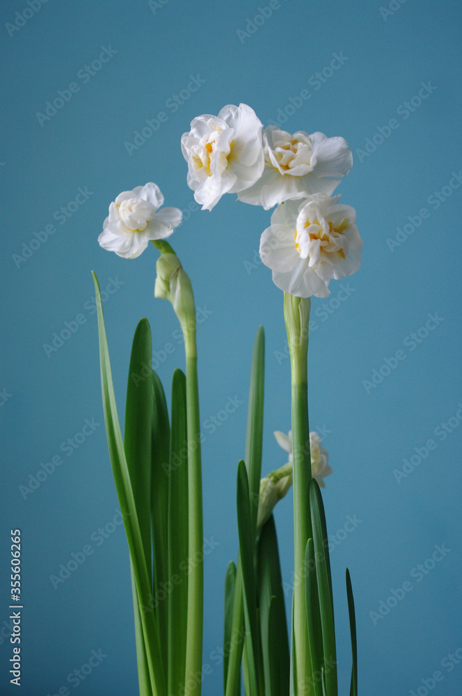 White narcissus with green leaves on blue background, spring flowers. copy space. White narcissus with green leaves on blue background, spring flowers. copy space.