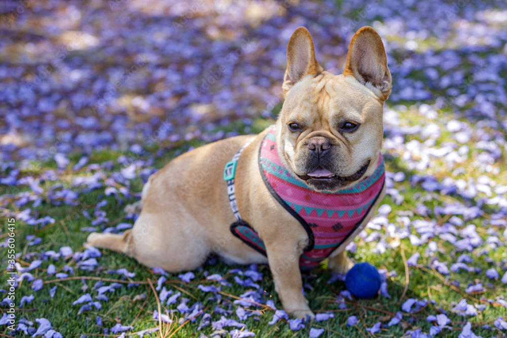 French Bulldog Sitting on his knees with his legs out at the back like a frog. Off-leash dog park in Northern California.

