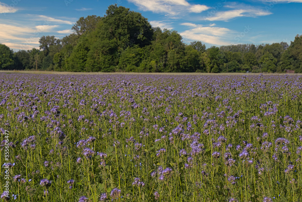 Blumenwiese bei Meissenheim in der Ortenau Blumenwiese bei Meissenheim in der Ortenau