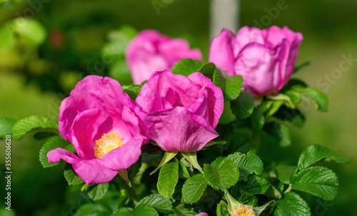 Blooming pink wild rose spring day