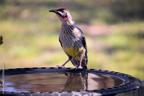 Red Wattlebird at bird bath, South Australia photo