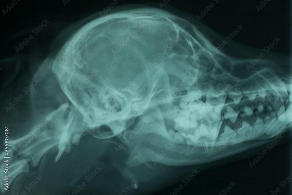 X-ray of the skull of a dog in side view