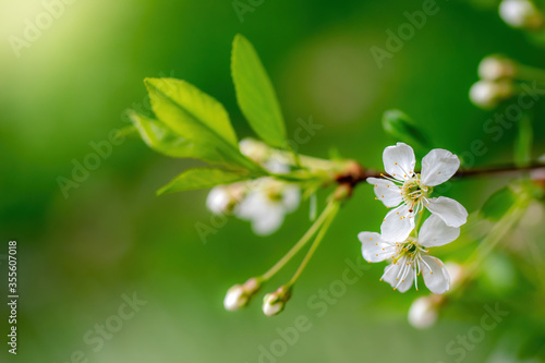 Branch of a tree with white flower