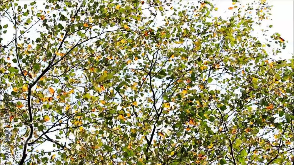 autumn leaves on tree blowing in the wind
