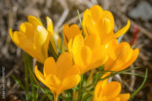 Fresh flowers of yellow crocus in spring.