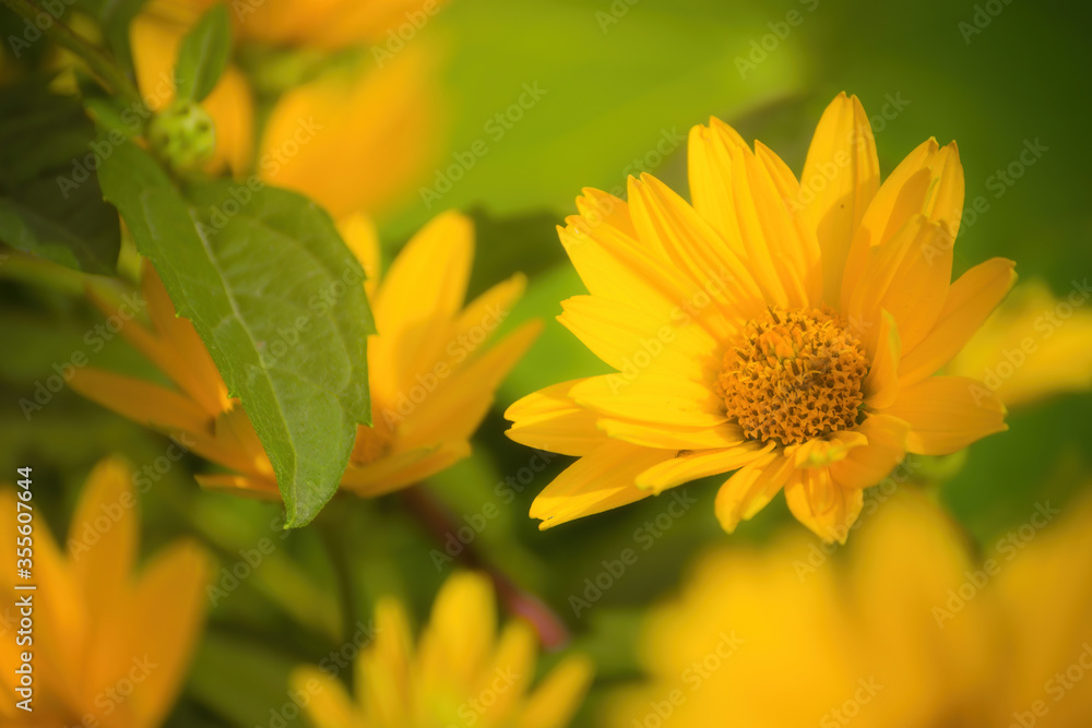 Calendula officinalis Calendula officinalis