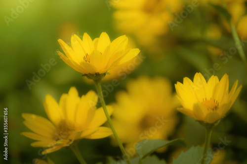 Calendula officinalis