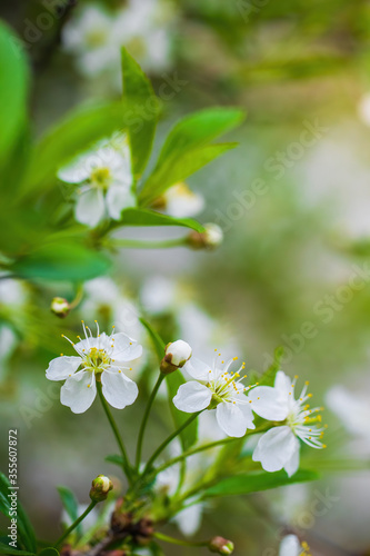 Branch of a tree with white flowers