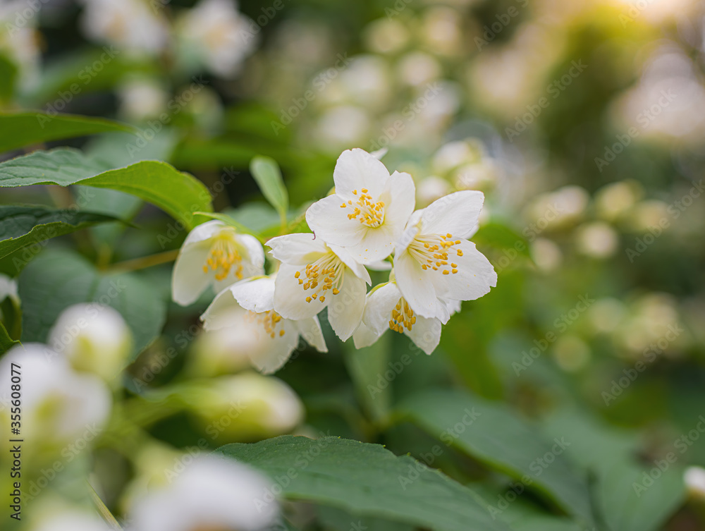 Fototapeta premium Twig with white jasmine flower in spring