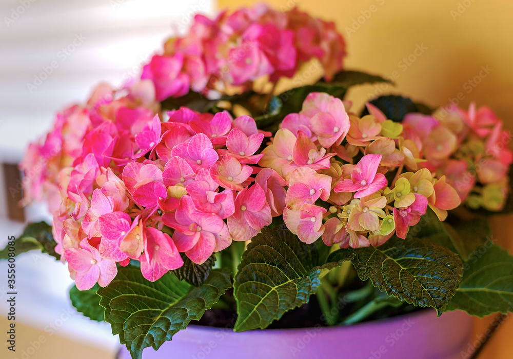Pink Hydrangea in a Pot - Pink Flower Petals Pink Hydrangea in a Pot - Pink Flower Petals