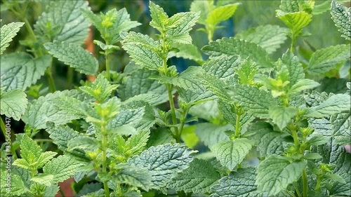 stinging nettle in the nature,  alternative medicine , zoom in
