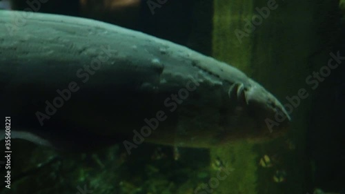 Electric eel close up. Dangerous underwater creatures photo