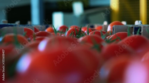 Crate full of red tomatoes. Production of tomato factory.Close up. photo