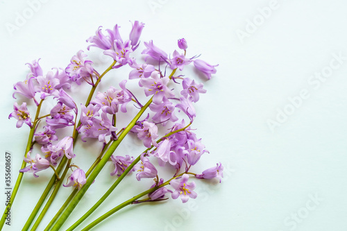 Bouquet of light purple bells on the white background with copy space