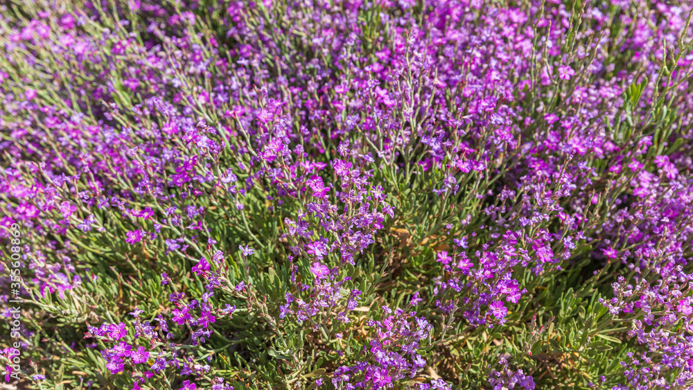 Obraz premium Wide view on the small violet flowers