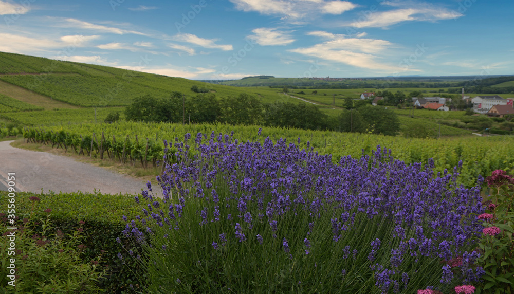 Lavendel im Elass oberhalb von Dambach la Ville