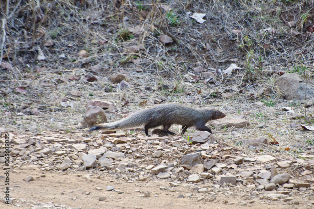 Obraz premium Ranthambore national park in India