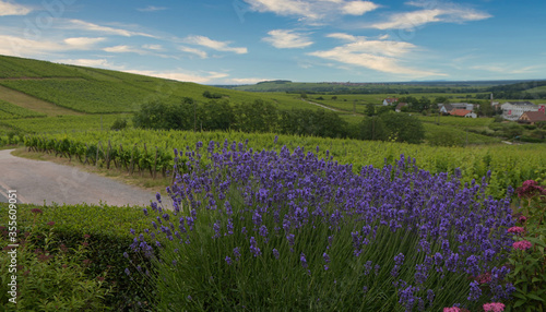 Lavendel im Elass oberhalb von Dambach la Ville