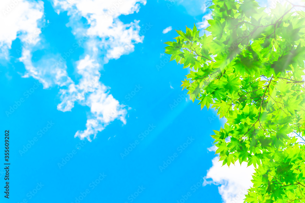 青空と新緑 青空と新緑