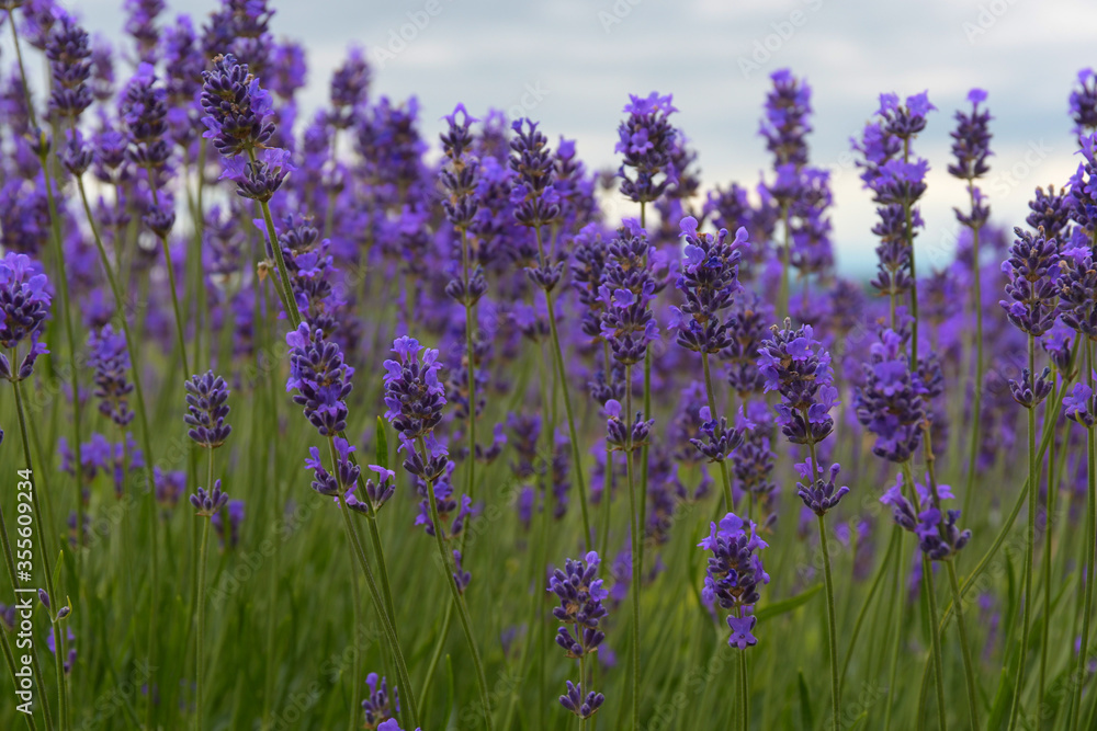 Naklejka premium Lavendel im Elass oberhalb von Dambach la Ville
