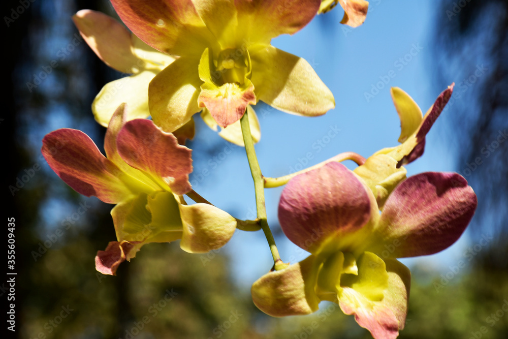 Beautiful yellow-pink orchids grown in a public garden. Beautiful yellow-pink orchids grown in a public garden.
