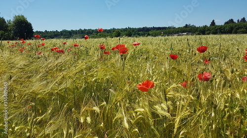 field of poppies