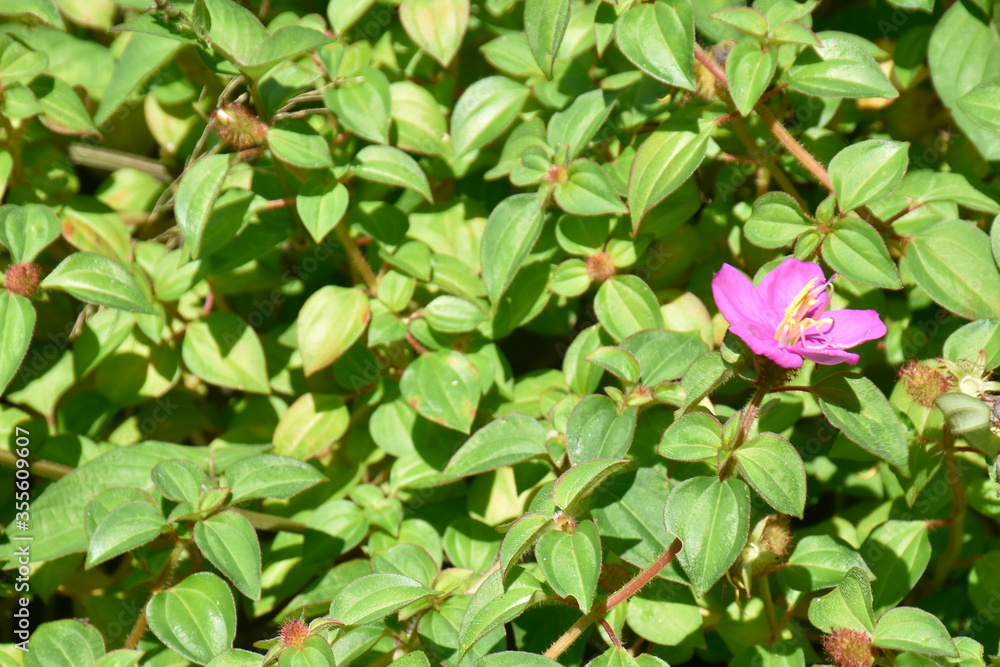 Background / Textures, Fresh green bushes in ornamental gardens Background / Textures, Fresh green bushes in ornamental gardens