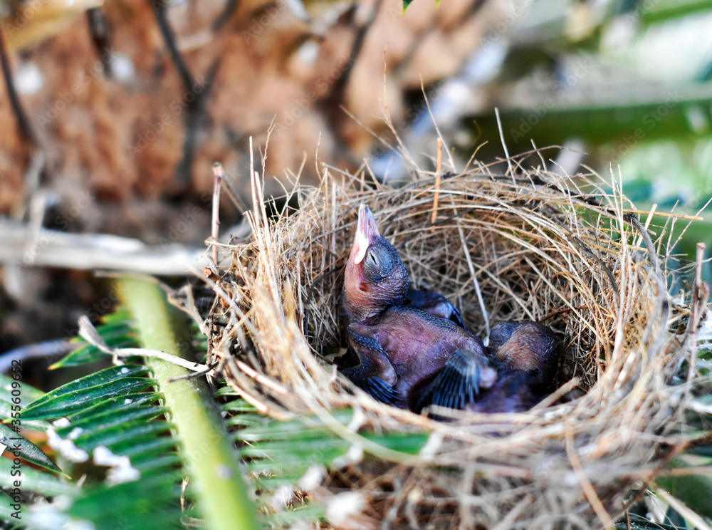 Two cute little birds in the nest, on the green palm trees Two cute little birds in the nest, on the green palm trees