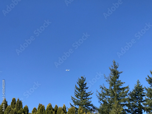 Plane in a blue sky above pines