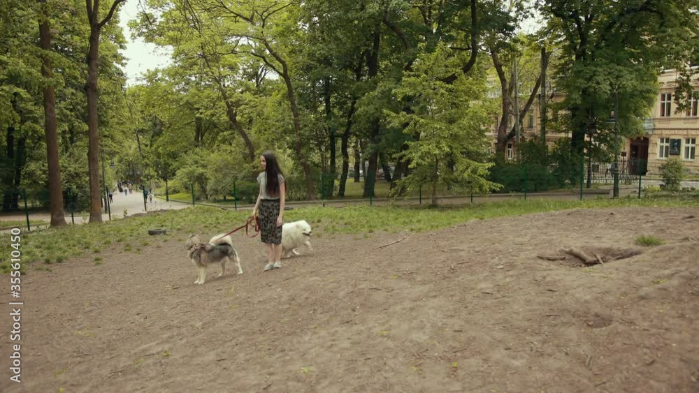 An Attractive Young Blonde Woman play with two Purebred Siberian Husky, Samoyed Dogs In Park Near Large Tree. A Bright Sunny Day. The Concept Of Friendship, Care, Human And Animal Help An Attractive Young Blonde Woman play with two Purebred Siberian Husky, Samoyed Dogs In Park Near Large Tree. A Bright Sunny Day. The Concept Of Friendship, Care, Human And Animal Help