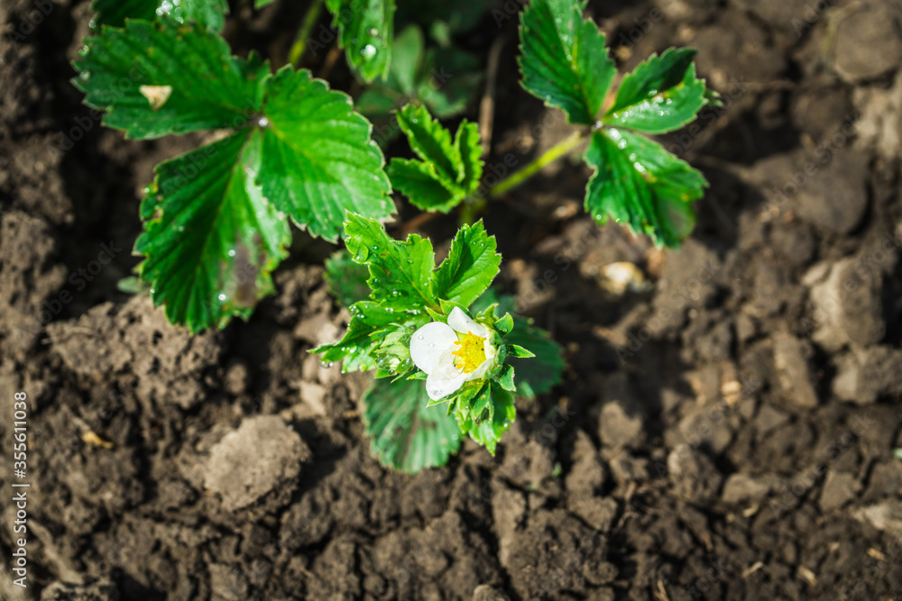 Blooming strawberry plant in the garden. Selective focus. Blooming strawberry plant in the garden. Selective focus.