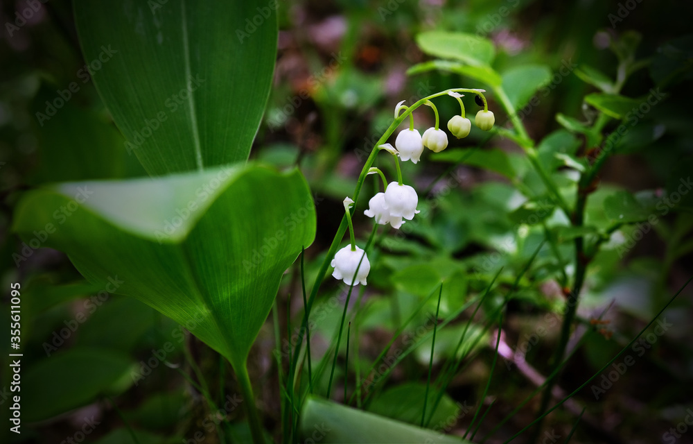 Obraz premium Lilies of the valley in the forest