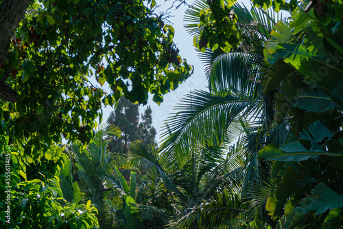 tropical forest in california