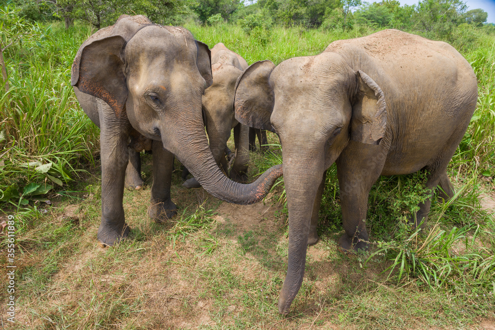 Fototapeta premium Wild Ceylon elephants closeup on a sunny day. Sri Lanka