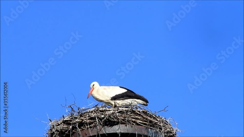 stork on nesting place
