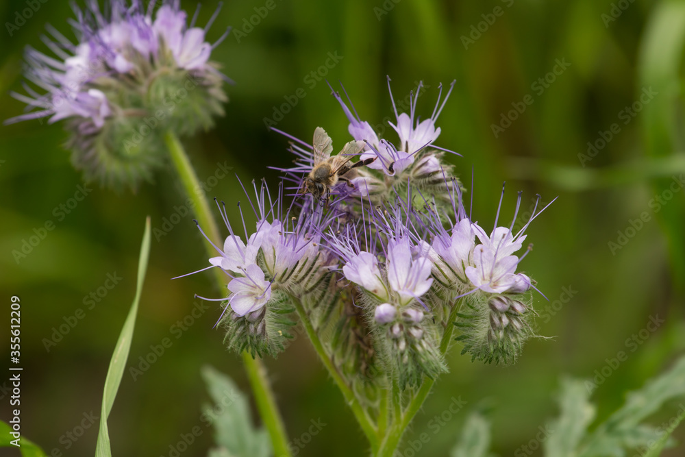 Fototapeta premium honey bee pollinating flowers in a meadow