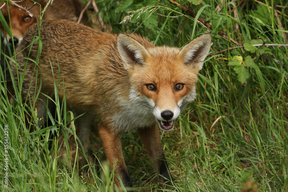  A cute male wild Red Fox, Vulpes vulpes, hunting in a field in spring.