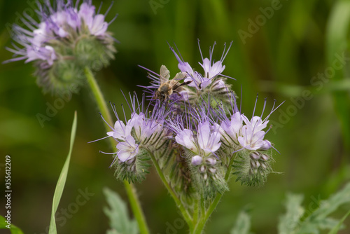 honey bee pollinating flowers in a meadow