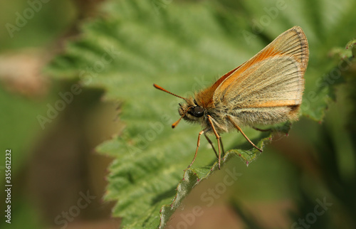 A newly emerged Small Skipper Butterfly, Thymelicus sylvestris, perching on a leaf in a meadow.