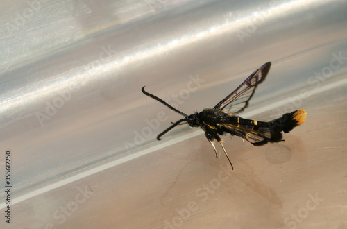 A magnificent perching Orange-tailed Clearwing Moth, Synanthedon andrenaeformis. 