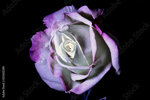 white-lilac rose on a black background