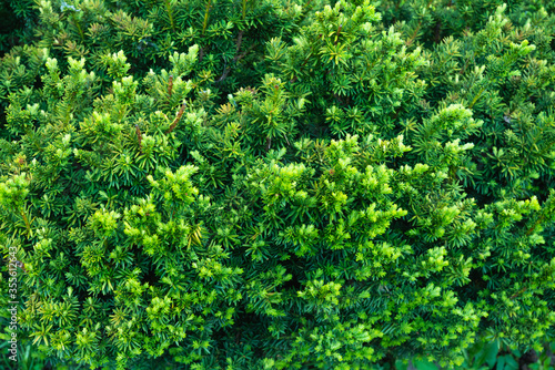 Taxus baccata (Yaw tree) bush in the garden. Selective focus.