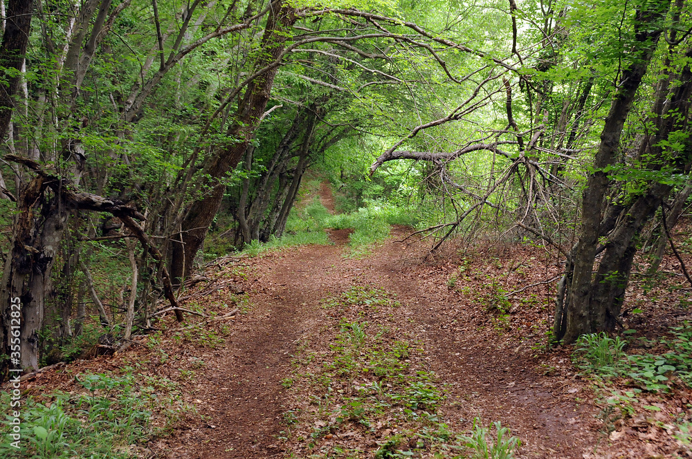 Obraz premium Footpath in the woods in spring