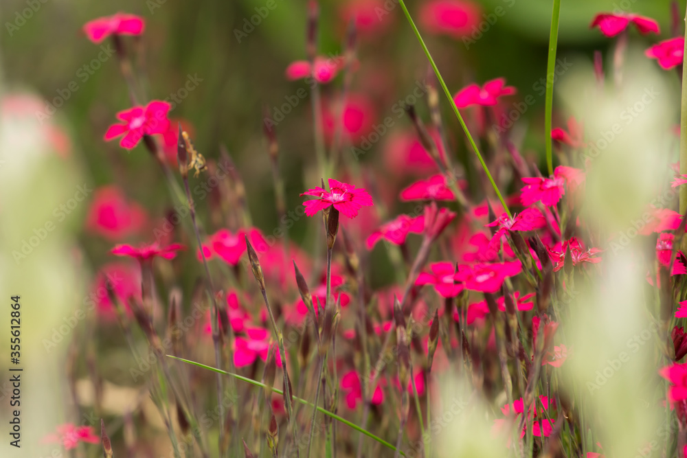 Obraz premium flowers on a spring meadow