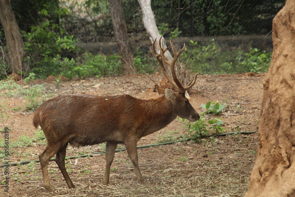 deer in the forest deer in the forest