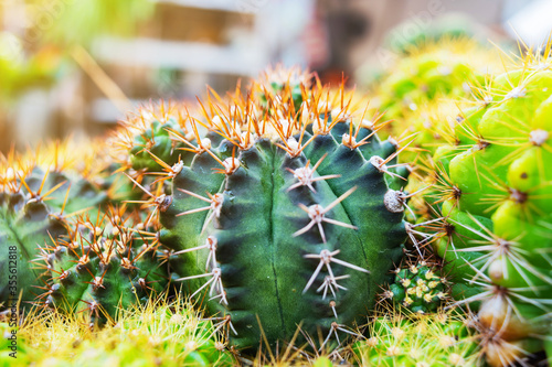 the picture of cactus