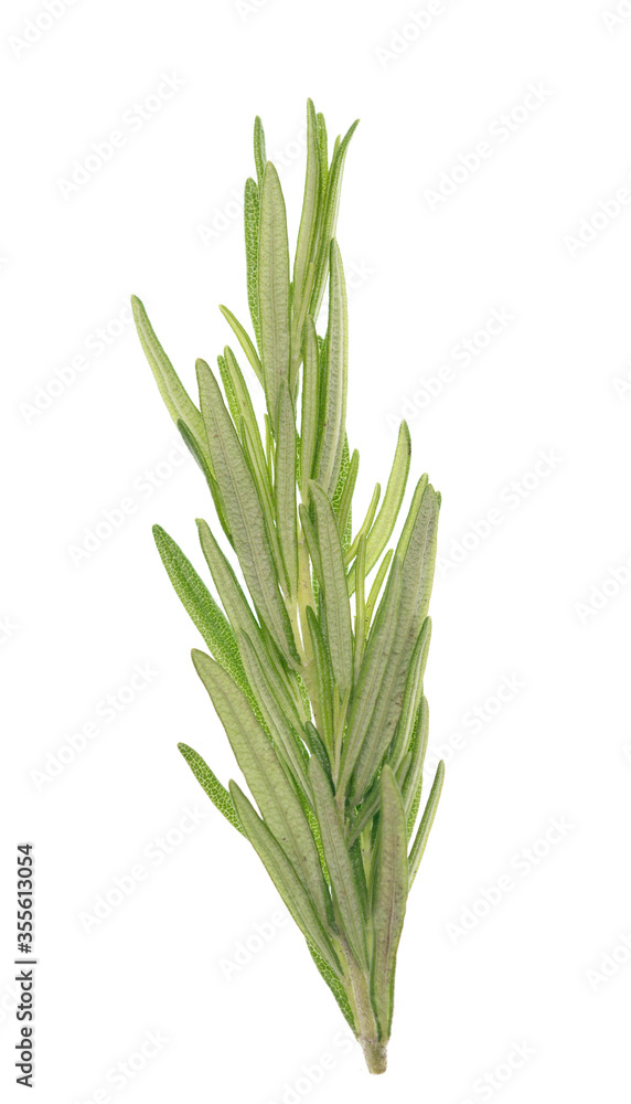 Fototapeta premium Rosemary on white