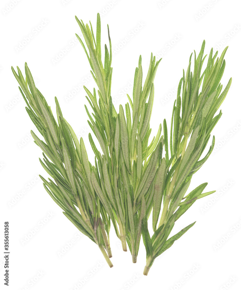 Fototapeta premium Rosemary on white